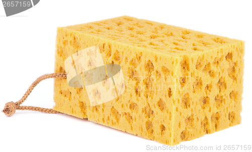 Image of Yellow Sponge