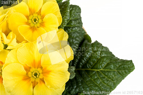 Image of yellow flower primrose