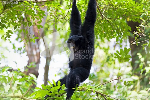 Image of Siamang Gibbon