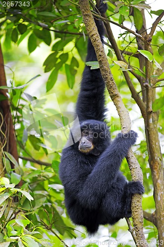 Image of Siamang Gibbon