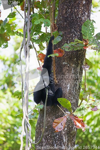 Image of Siamang Gibbon