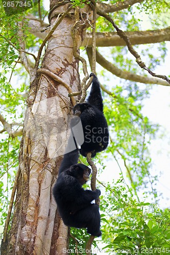 Image of Siamang Gibbons