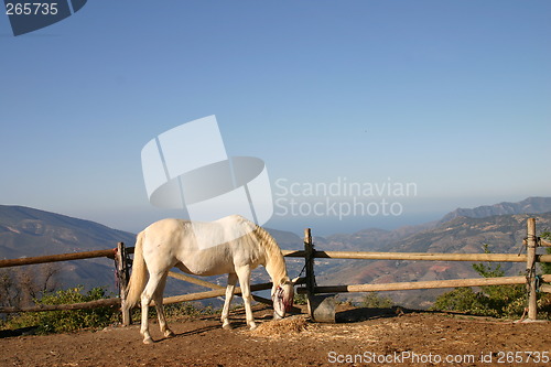 Image of White horse eating hay