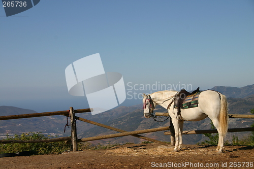 Image of White horse saddled up and ready to go