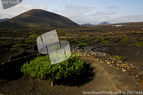 Image of lanzarote spain cultivation viticulture winery