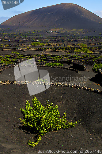 Image of lanzarote spain la geria s  cultivation viticulture winery,