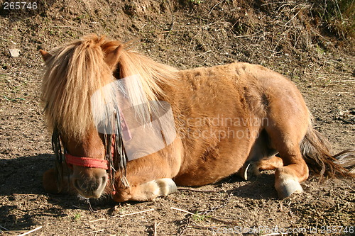 Image of Shetland pony sleeping in the sun