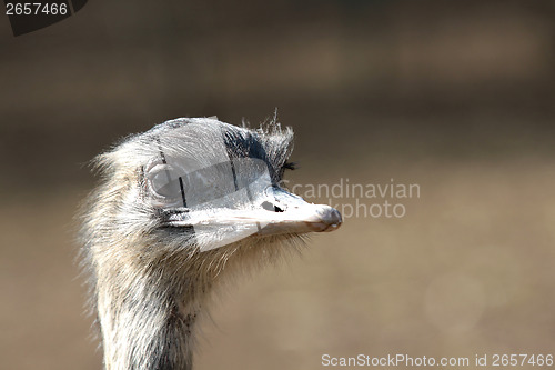 Image of Emu portrait