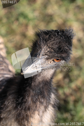 Image of Emu portrait