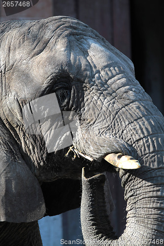 Image of African elephant