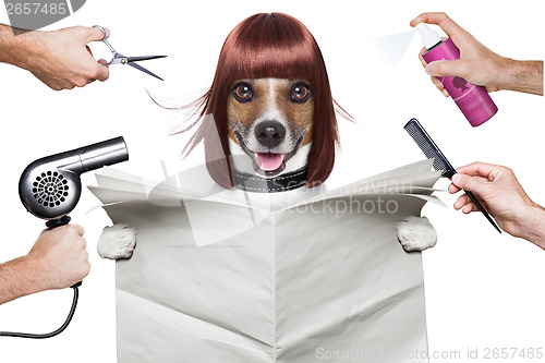 Image of hairdresser dog 