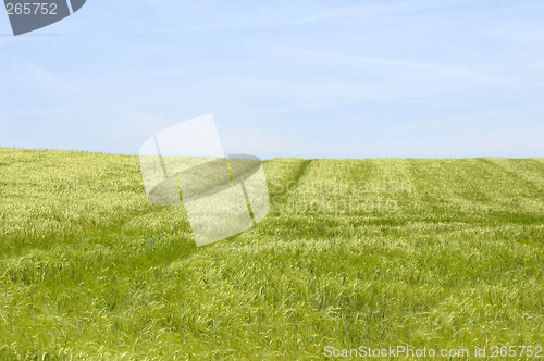 Image of Green field