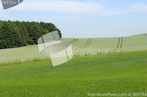 Image of Landscape