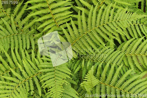 Image of green leafy background from the forest