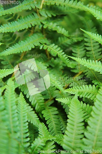 Image of green leafy background from the forest