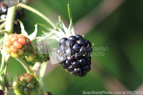 Image of fresh blackberry in the nature