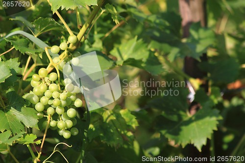 Image of green grapes background