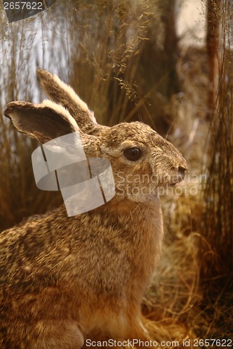 Image of rabbit