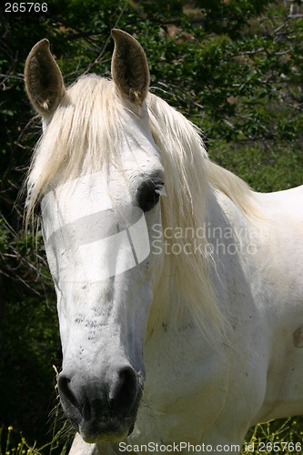 Image of White horse