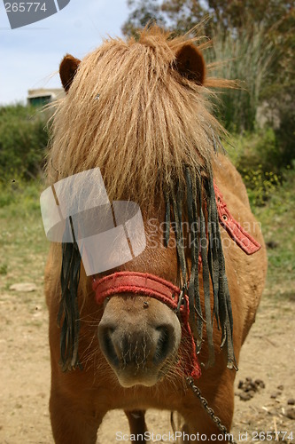 Image of Shetland pony