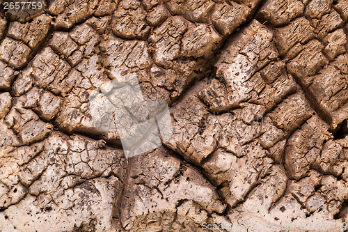 Image of Bark cork oak tree dry