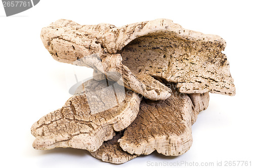 Image of Bark cork oak tree dry