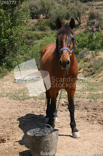 Image of Horse with bucket