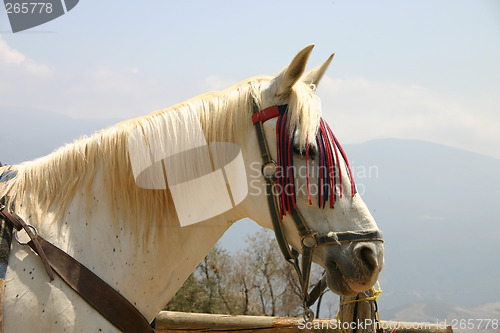 Image of White horse