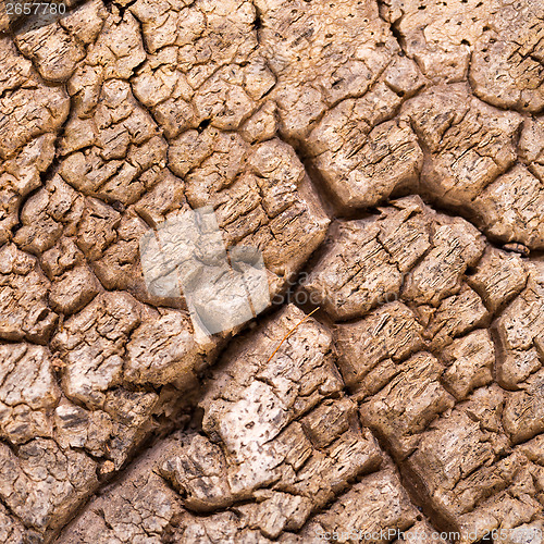 Image of Bark cork oak tree dry