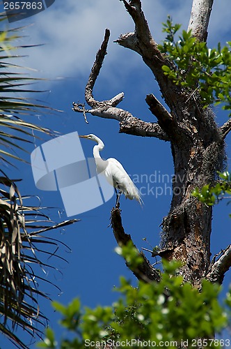 Image of Great White Heron perched high in tree