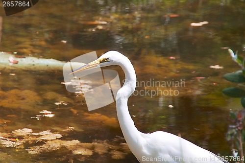 Image of Great White Heron profile against pond