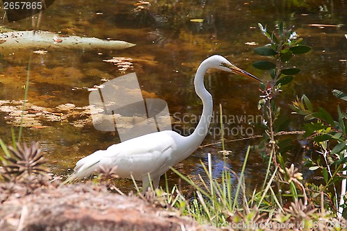 Image of Great White Heron profile in pond