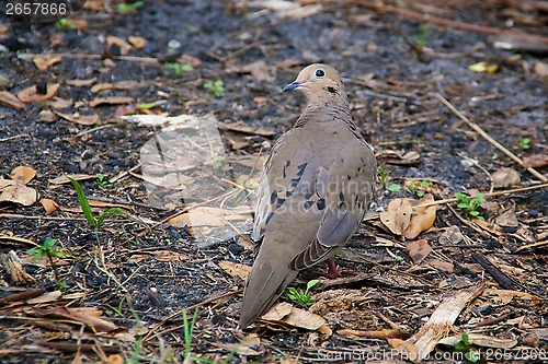 Image of mourning dove looking over shoulder