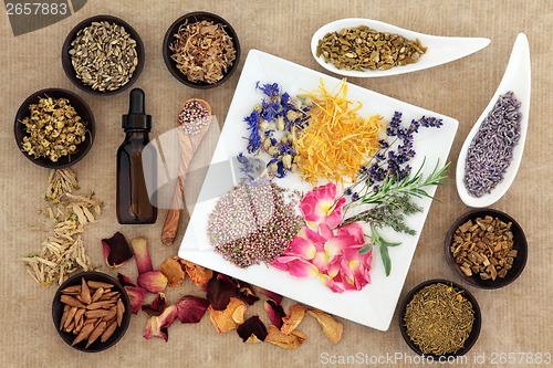 Image of Magical and Medicinal Herbs