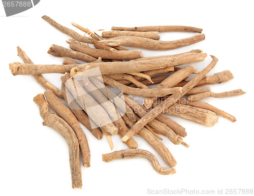 Image of Ginseng 