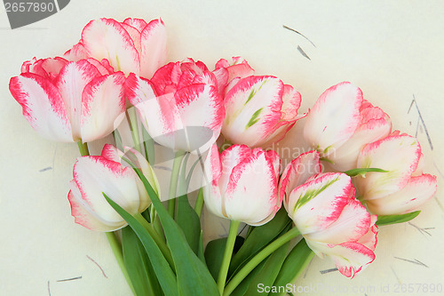 Image of Spring Tulips