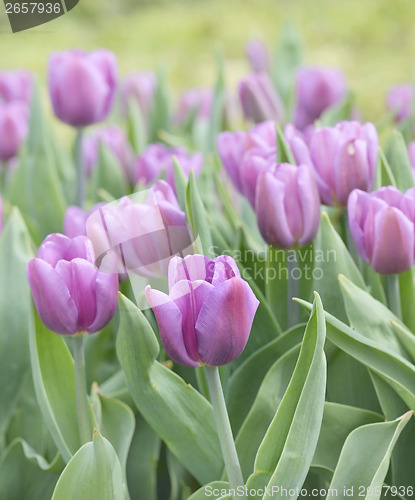 Image of Purple Tulips