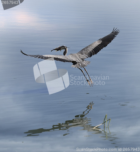 Image of Great Blue Heron