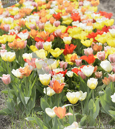 Image of Colorful Tulips 