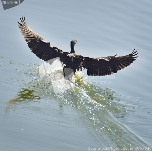 Image of Black Cormorant