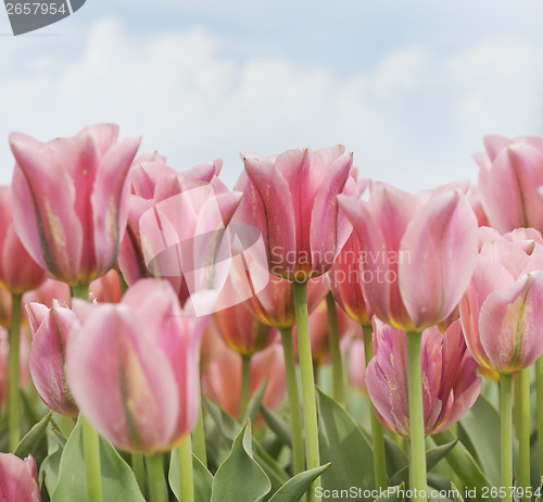 Image of Pink Tulips