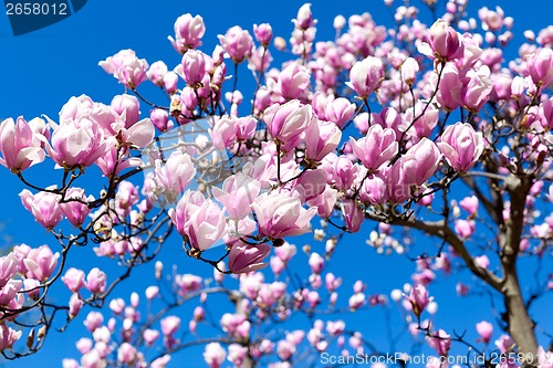 Image of blooming magnolia