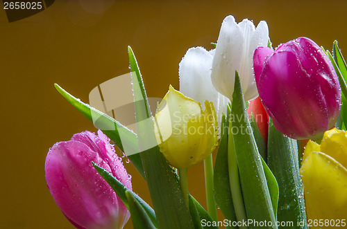 Image of Detail of tulips bouquet