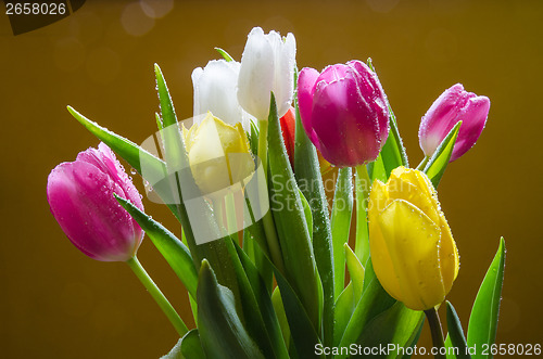 Image of Fresh tulips