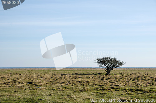 Image of Alone tree at a coastal grassland