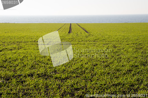Image of Green springtime field