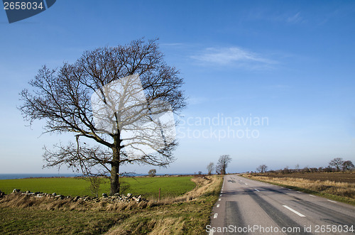 Image of Road with single bare tree