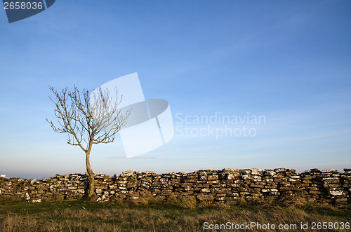 Image of Solitaire tree at an old stonewall