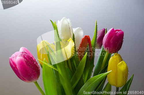 Image of Tulips with water drops