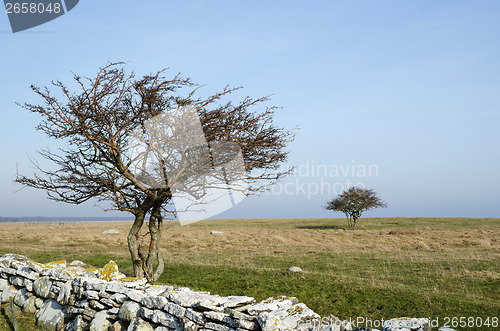 Image of Two bare trees in a grassland